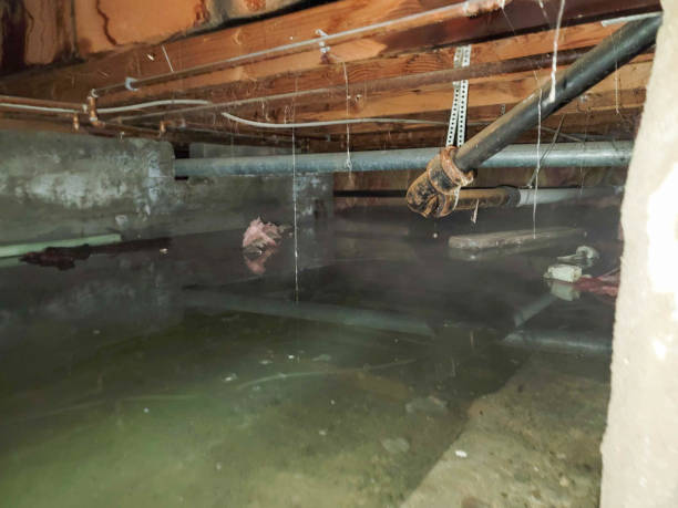 Best Basement water damage restoration  in Alondra Park, CA
