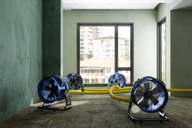 Best Mold removal after water damage  in Alondra Park, CA